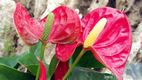 紅掌花語|紅掌花語介紹！花語寓意：給予他人雖好，但要注意！